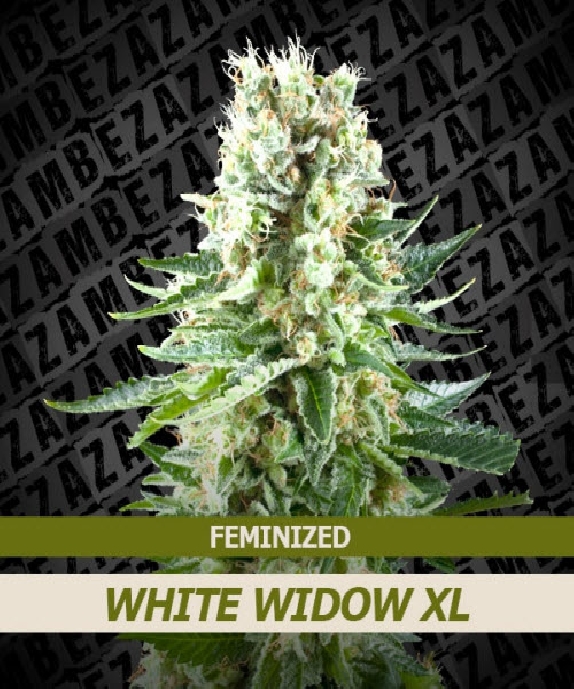White Widow XL Cannabis Seeds