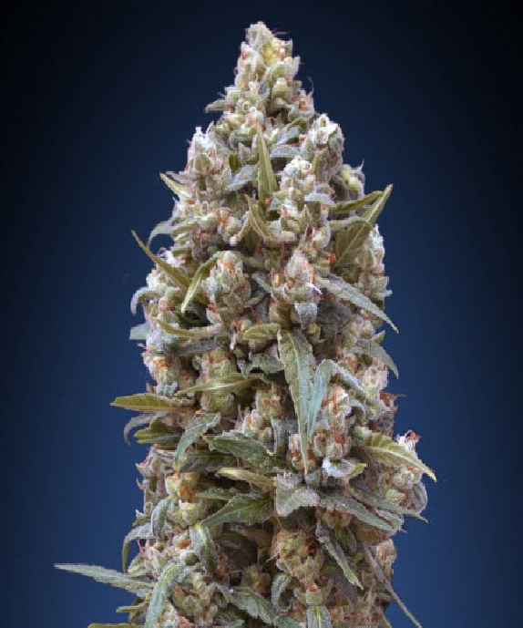 00 Kush Cannabis Seeds