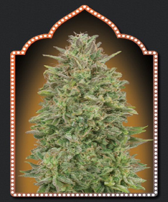 00 Skunk Cannabis Seeds