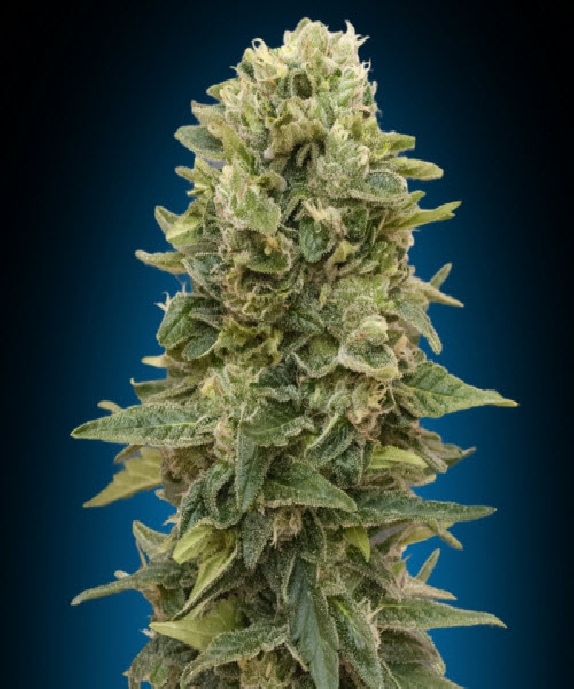 Auto Afghan Mass Cannabis Seeds