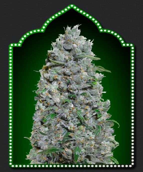 Auto Afghan Mass XXL Cannabis Seeds