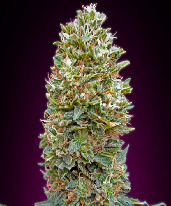 Auto Bubble Gum Cannabis Seeds