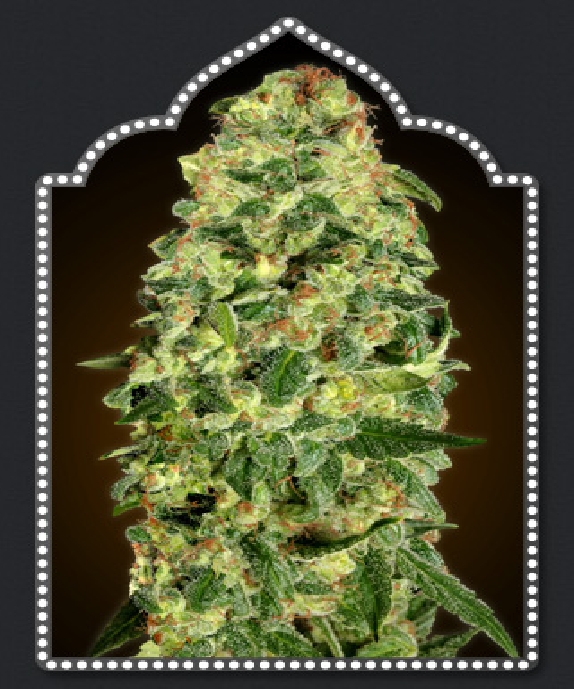 Auto California Kush Cannabis Seeds