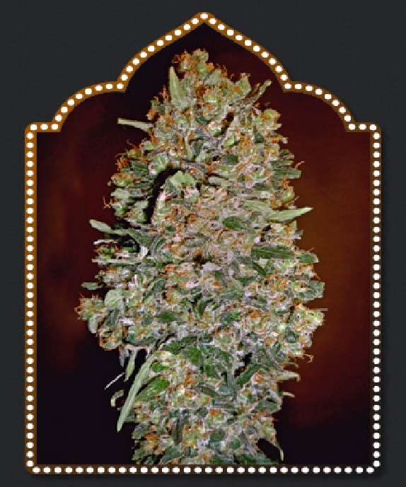 Auto Chocolate Skunk Cannabis Seeds