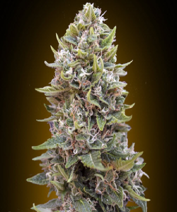 Auto Cheese Berry Cannabis Seeds