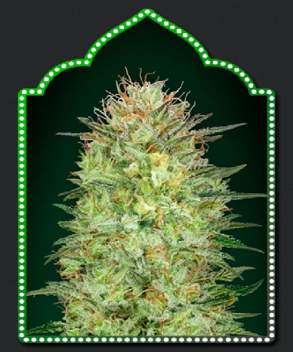 Auto Sweet Critical Cannabis Seeds