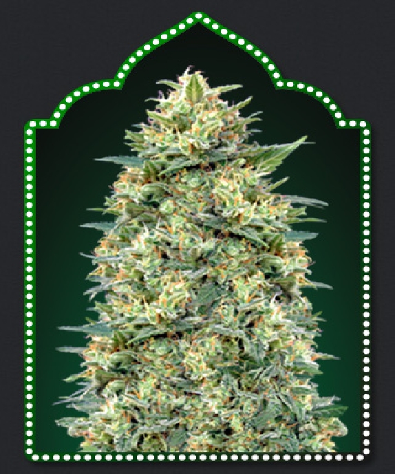 Auto White Widow Cannabis Seeds