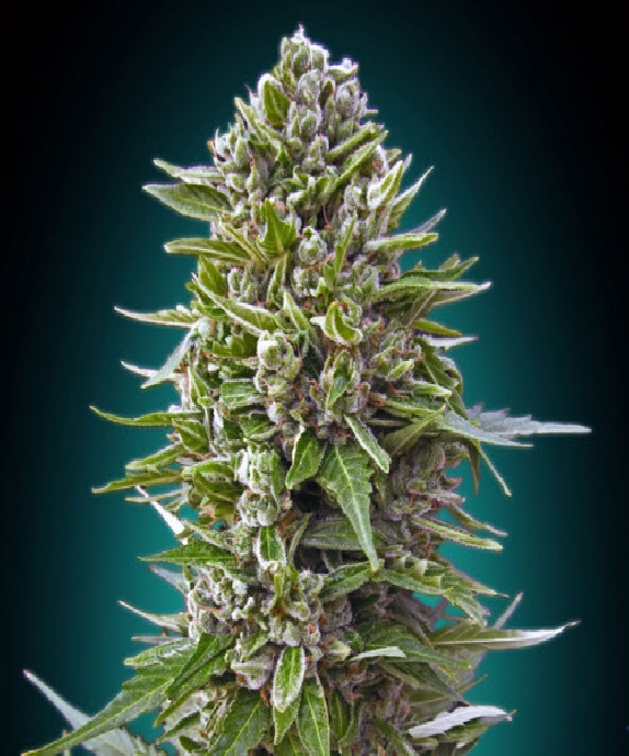 Auto Fem Collection #2 Cannabis Seeds