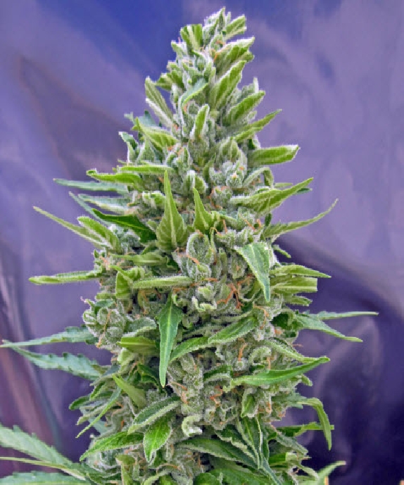 Auto Mix Cannabis Seeds
