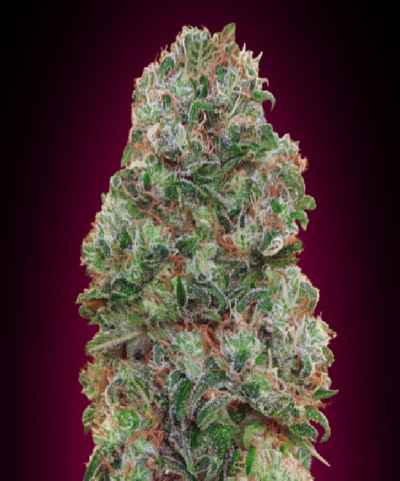 Bubble Gum Cannabis Seeds