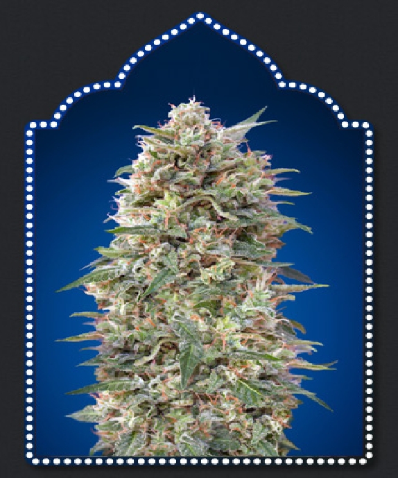 California Kush Cannabis Seeds