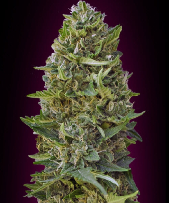 Caramel Kush Cannabis Seeds