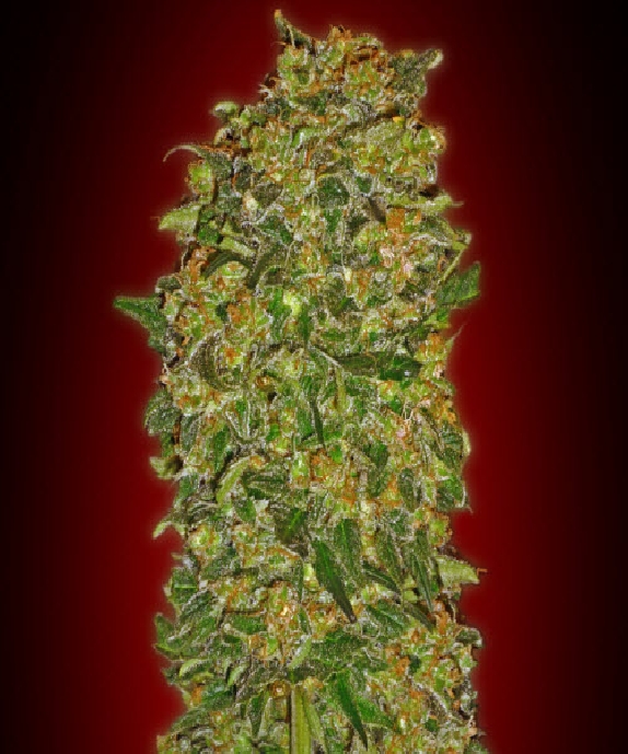 Chocolate Kush Cannabis Seeds