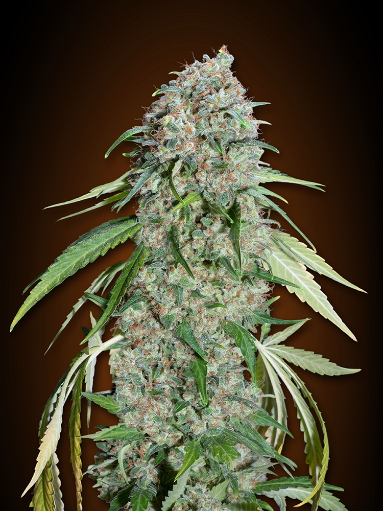 Chocolate Skunk CBD Cannabis Seeds