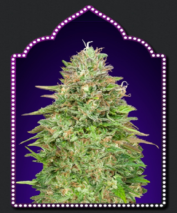 Critical Poison Fast V Cannabis Seeds