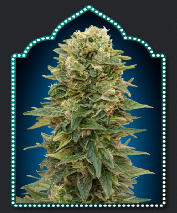 Female Mix Cannabis Seeds