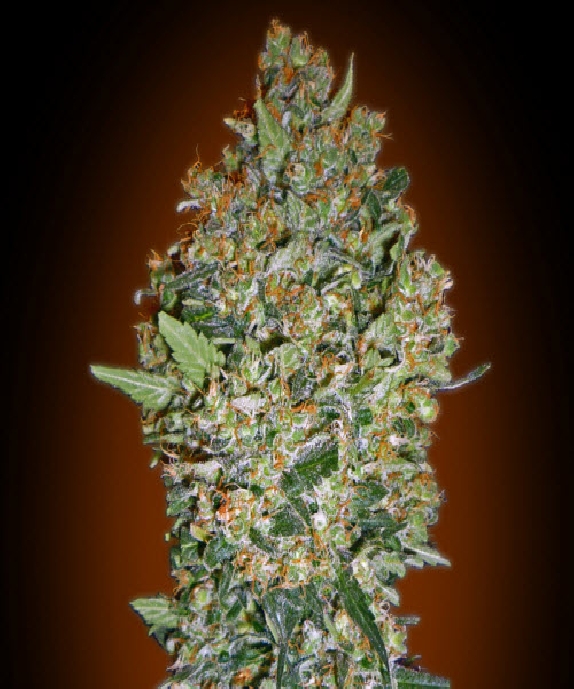 Cheese Berry Cannabis Seeds