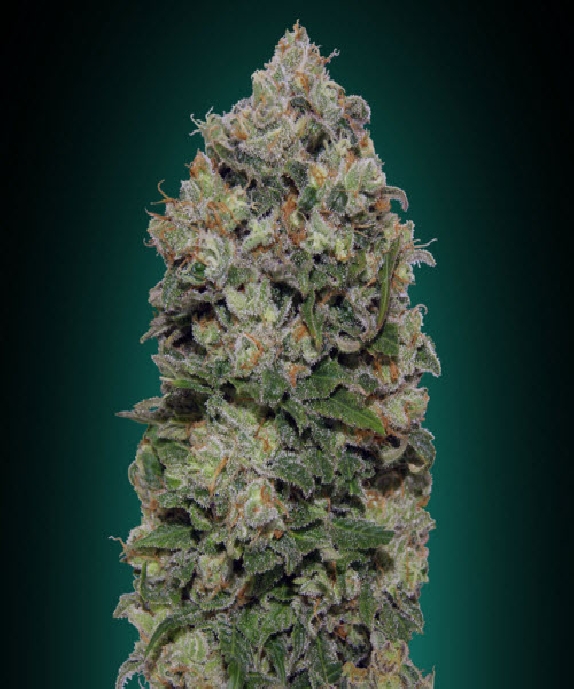 Northern Lights Cannabis Seeds