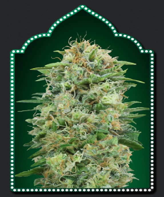 White Widow CBD Cannabis Seeds