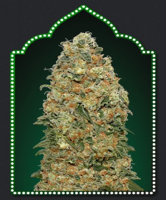 White Widow Cannabis Seeds