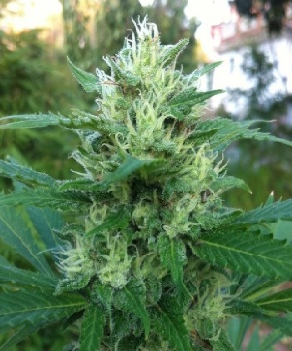 710 Gum Cannabis Seeds