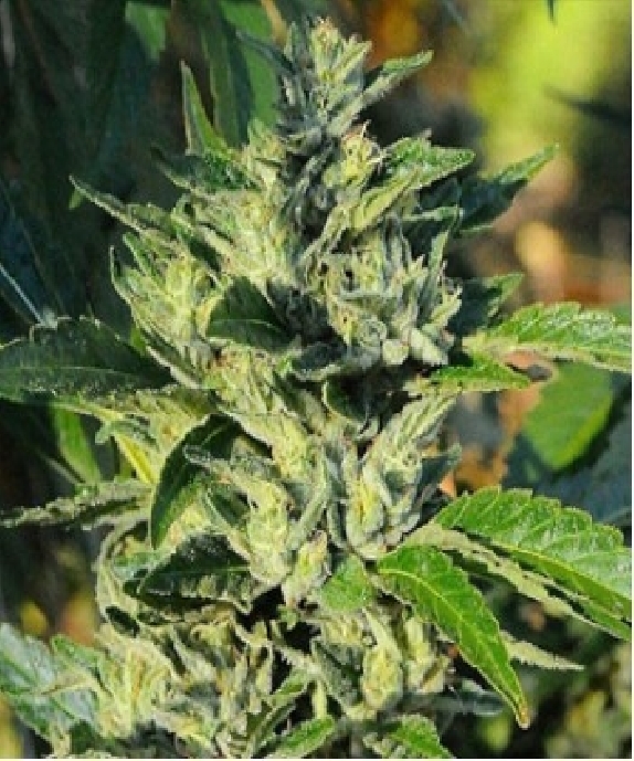 710 OG Cannabis Seeds