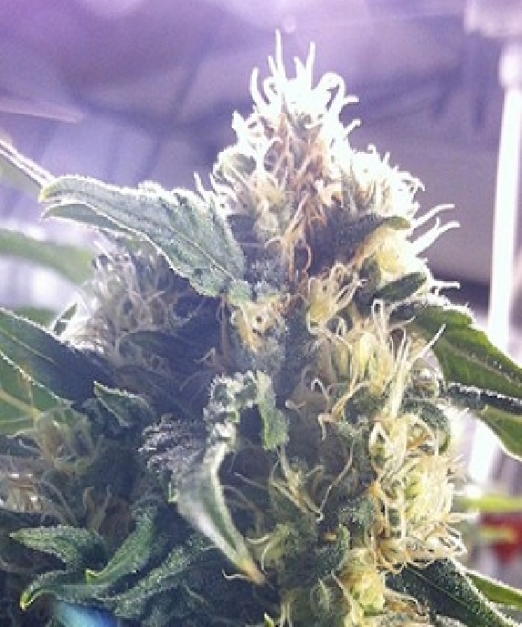 Andromina Cannabis Seeds