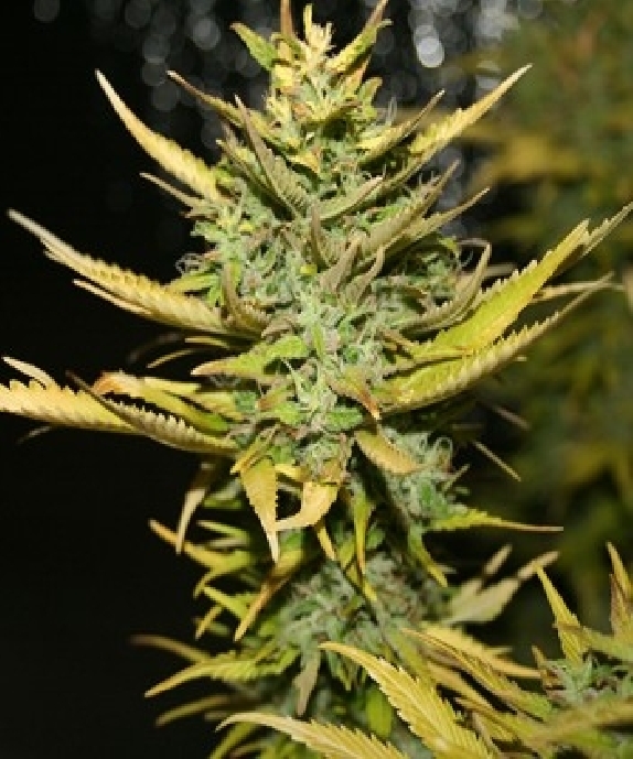 G13 Hashplant Cannabis Seeds