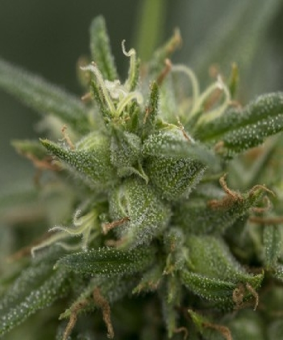 High Priority Cannabis Seeds