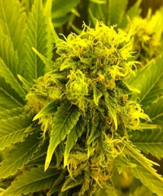 Leonarda Cannabis Seeds