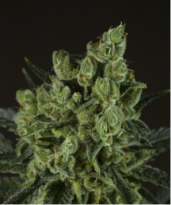 Old White Widow Cannabis Seeds