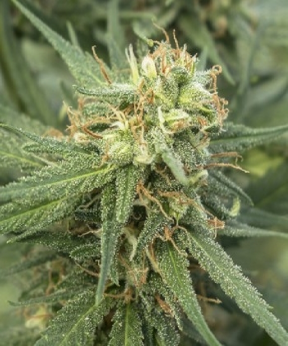 Pure Jack Cannabis Seeds