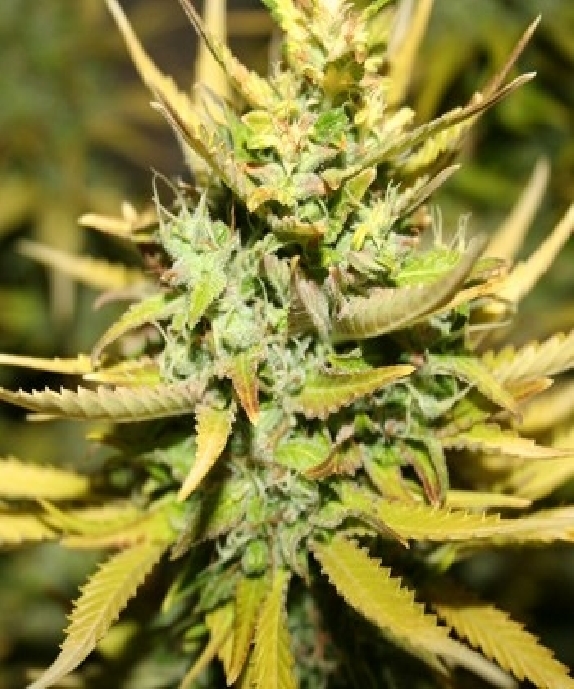 Solace Cannabis Seeds