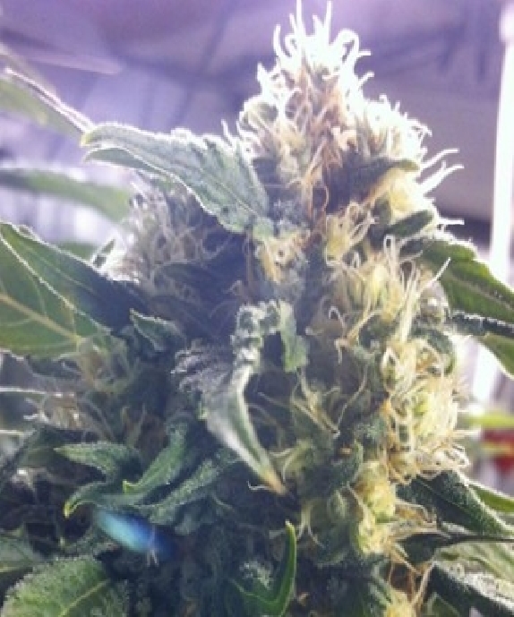 Sour White Cannabis Seeds