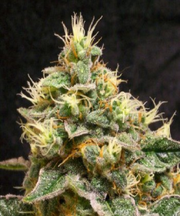 Sweet Stilton Cannabis Seeds
