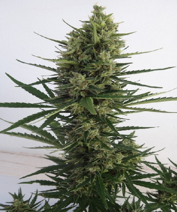 Auto Malawi x Northern Lights Feminised Cannabis Seeds