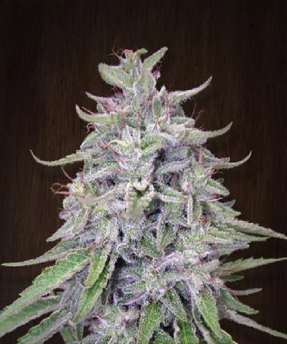 Bangi Haze Regular Cannabis Seeds