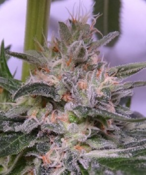 Bubba Hash Feminised Cannabis Seeds