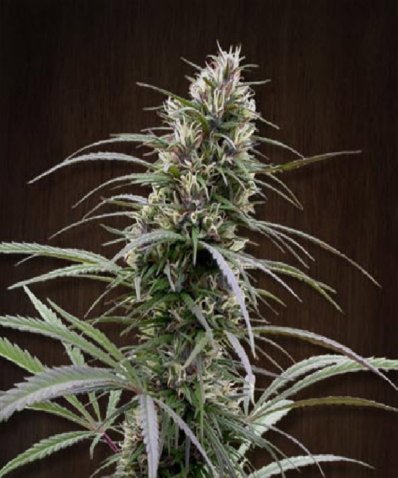 Congo Regular Cannabis Seeds