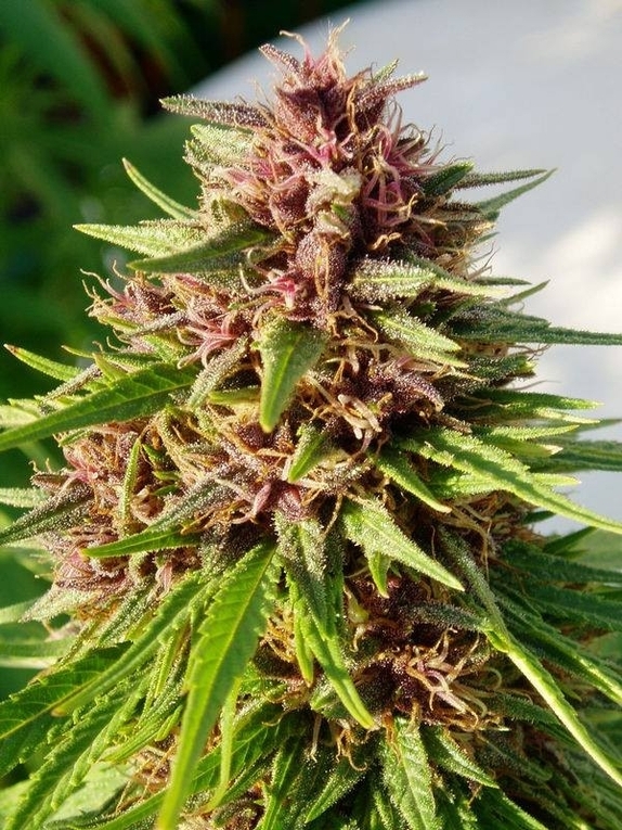 Erdpurt Feminised Cannabis Seeds