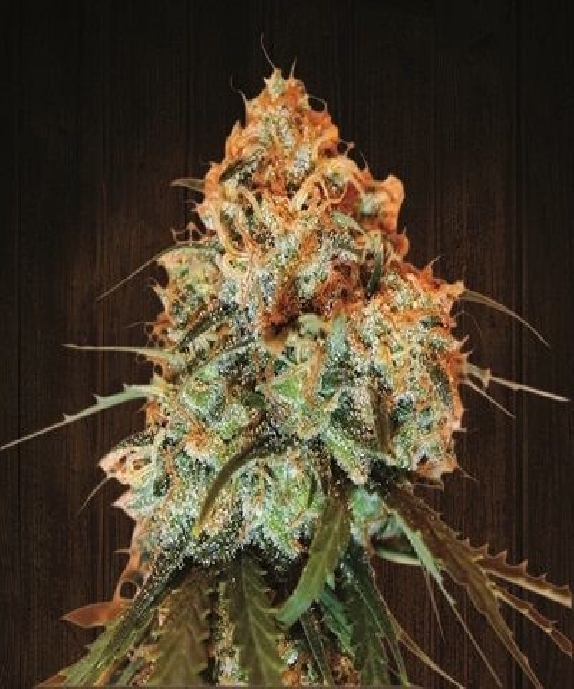 Golden Tiger Feminised Cannabis Seeds