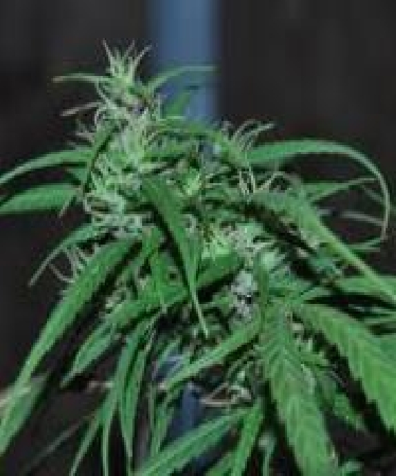 Green Haze Regular Cannabis Seeds