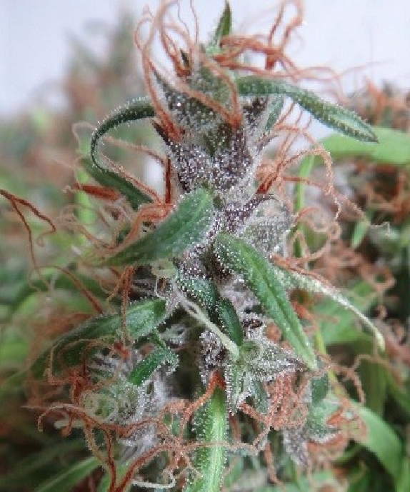 Honduras Regular Cannabis Seeds
