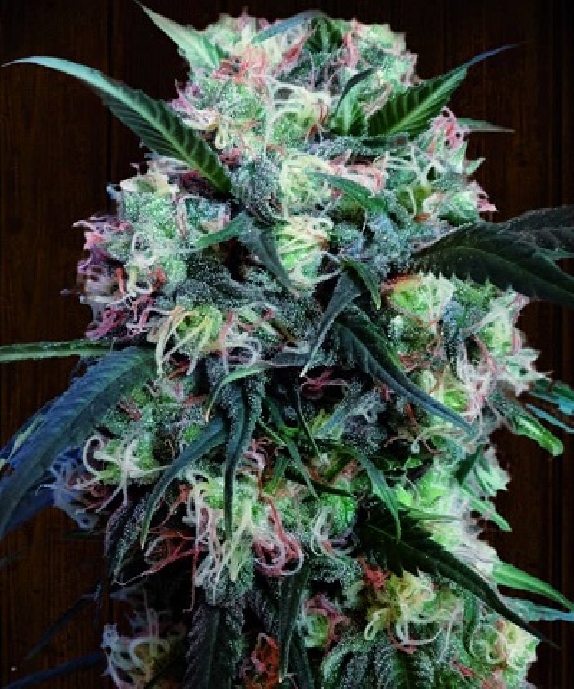 Kali China Feminised Cannabis Seeds