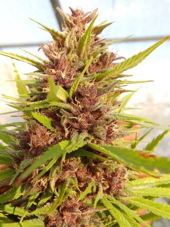 Malawi x PCK Regular Cannabis Seeds