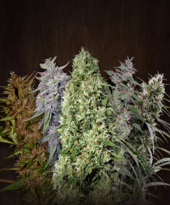 Mix Feminised Cannabis Seeds