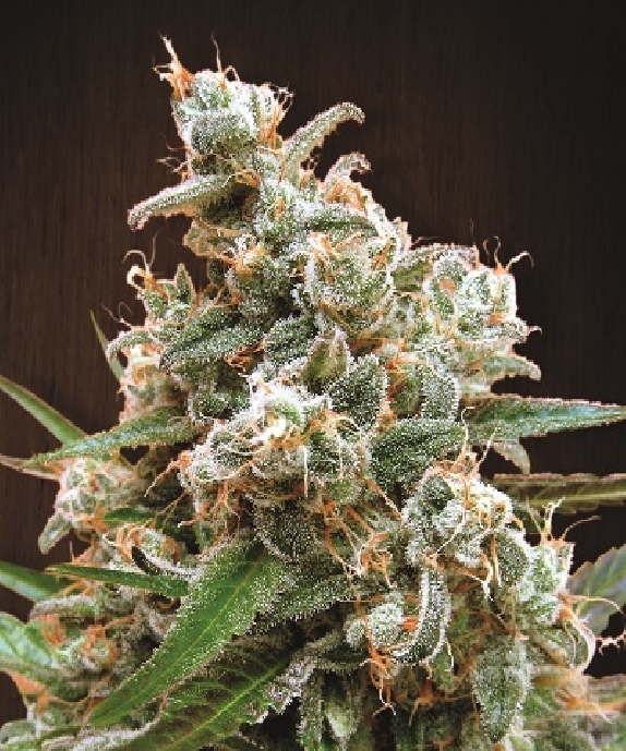 Nepalese Jam Feminised Cannabis Seeds