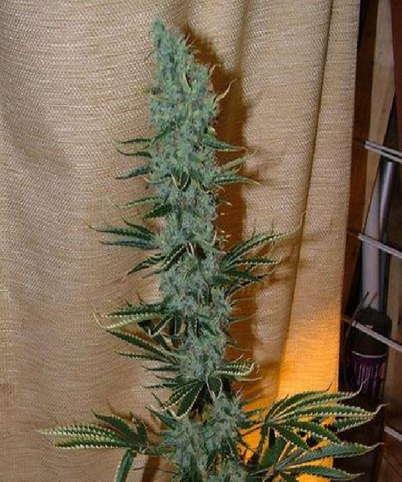 Nepal Jam Regular Cannabis Seeds