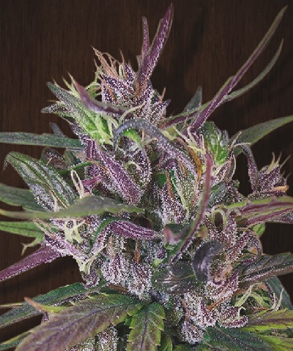 Oldtimers Haze Regular Cannabis Seeds