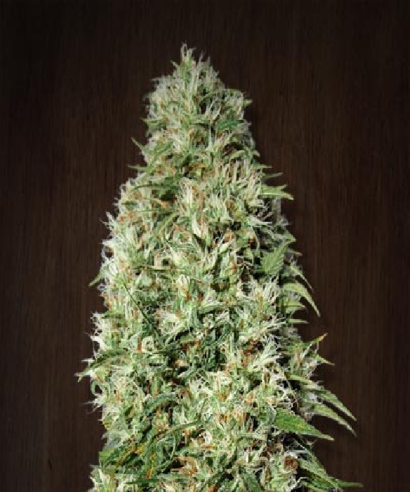 Orient Express Regular Cannabis Seeds